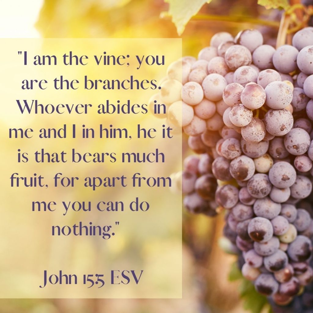 John 15:5 with background of a grapevine